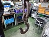  500kg 吊り秤